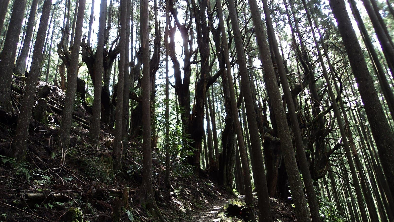 Walking the Kumano Kodo: Forest Paths, Shrines, and a Slower Wakayama Journey