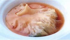 中国料理 桃谷樓　 - 気仙沼産吉切鮫胸びれの姿煮
