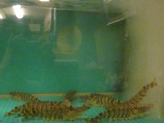 鮓廣嶋 - エビ様・・・