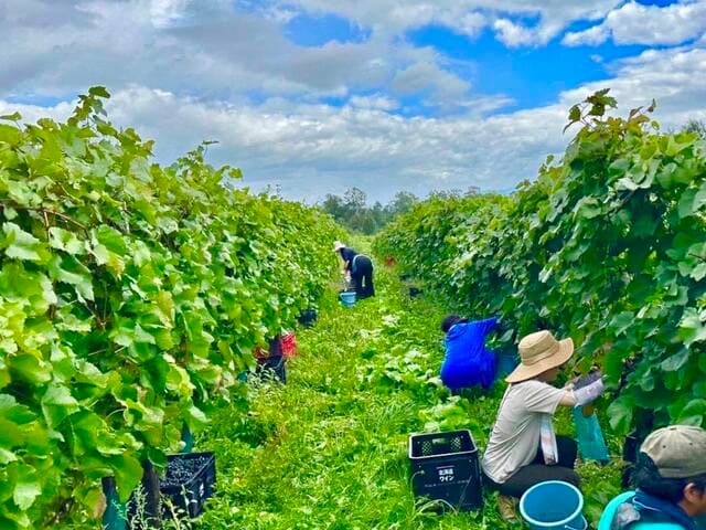 常春 - 10周年企画でお客様と北海道ワインの鶴沼圃場へ収穫体験