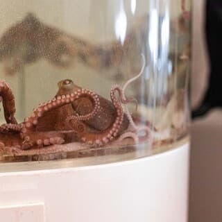【サンナッチ】最も人気の店!新鮮な生イイダコを存分に味わえる