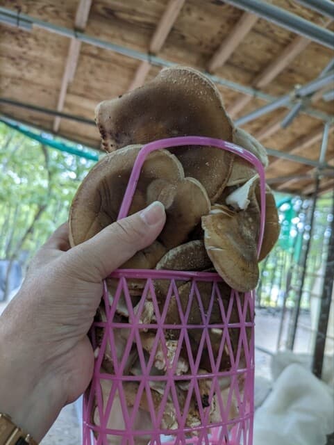 今年もまた、Shiitake En Arimafujiでしいたけを楽しみに来ました!😊